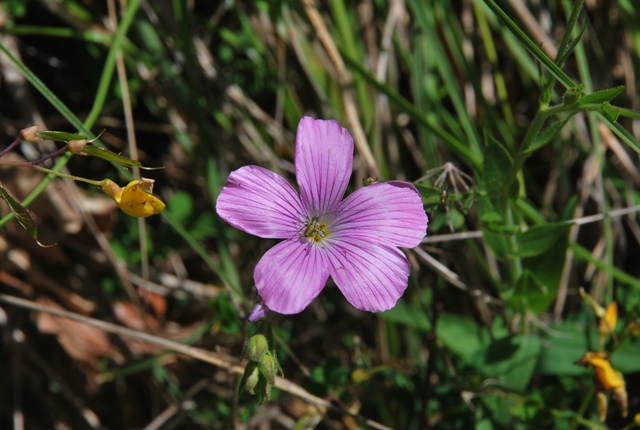 Linum